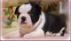Boston Terrier Puppies for sale in Stamford, CT, USA. price: NA