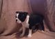 Boston Terrier Puppies for sale in Anchorage, AK, USA. price: $500