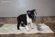 Boston Terrier Puppies for sale in Glendale, AZ, USA. price: NA