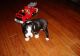 Boston Terrier Puppies for sale in St Pete Beach, FL, USA. price: $400