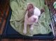 Boston Terrier Puppies for sale in Jackson, MI, USA. price: NA