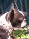 Boston Terrier Puppies for sale in Ann Arbor, MI, USA. price: $700
