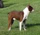 Boston Terrier Puppies for sale in Ann Arbor, MI, USA. price: $800