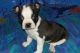 Boston Terrier Puppies for sale in Herron, MI 49744, USA. price: NA