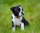 Boston Terrier Puppies for sale in Ascutney, Weathersfield, VT, USA. price: NA