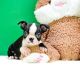Boston Terrier Puppies for sale in Rialto, CA, USA. price: NA