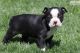 Boston Terrier Puppies for sale in Abilene, TX, USA. price: NA