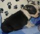 Boston Terrier Puppies for sale in Winter Park, FL, USA. price: NA