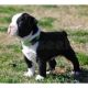 Boston Terrier Puppies for sale in Alexander, ME 04694, USA. price: NA