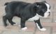 Boston Terrier Puppies for sale in Richmond, CA, USA. price: NA