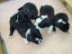 Boston Terrier Puppies for sale in Rialto, CA, USA. price: NA