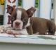Boston Terrier Puppies for sale in Brooklyn, MS 39425, USA. price: NA