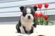 Boston Terrier Puppies for sale in Beaumont, TX, USA. price: NA