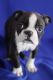 Boston Terrier Puppies for sale in Kansas City, KS, USA. price: NA