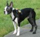 Boston Terrier Puppies for sale in Newport News, VA, USA. price: NA