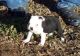 Boston Terrier Puppies for sale in Savannah, GA, USA. price: NA