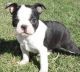 Boston Terrier Puppies for sale in Savannah, GA, USA. price: NA