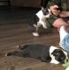 Boston Terrier Puppies for sale in Evansville, IN, USA. price: NA
