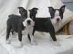 Boston Terrier Puppies for sale in Alderson, WV 24910, USA. price: NA