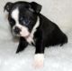 Boston Terrier Puppies for sale in Gainesville, FL, USA. price: NA