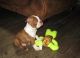 Boston Terrier Puppies for sale in Evansville, IN, USA. price: NA