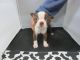 Boston Terrier Puppies for sale in Fullerton, CA, USA. price: NA