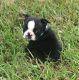 Boston Terrier Puppies for sale in Stamford, CT, USA. price: NA