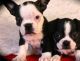 Boston Terrier Puppies for sale in Anchorage, AK, USA. price: $500