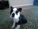 Boston Terrier Puppies for sale in Visalia, CA, USA. price: NA