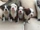 Boston Terrier Puppies for sale in Springfield, MA, USA. price: NA