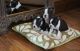 Boston Terrier Puppies for sale in Lincoln, NE, USA. price: NA