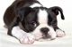 Boston Terrier Puppies for sale in Puerto Plata 57000, Dominican Republic. price: 450 DOP