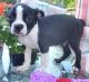 Boston Terrier Puppies for sale in Sacramento, CA, USA. price: NA