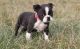 Boston Terrier Puppies for sale in St Pete Beach, FL, USA. price: $450