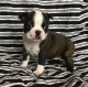 Boston Terrier Puppies for sale in South Bend, IN, USA. price: NA