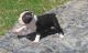 Boston Terrier Puppies for sale in Albert City, IA 50510, USA. price: NA