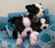 Boston Terrier Puppies for sale in Coral Springs, FL, USA. price: NA