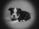 Boston Terrier Puppies for sale in Coral Springs, FL, USA. price: NA