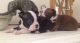 Boston Terrier Puppies for sale in Jackson, MS, USA. price: NA