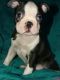 Boston Terrier Puppies for sale in Toronto, ON, Canada. price: NA