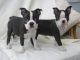 Boston Terrier Puppies for sale in Beaver Creek, CO 81620, USA. price: NA