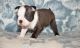 Boston Terrier Puppies for sale in Ontario, CA, USA. price: NA