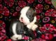 Boston Terrier Puppies for sale in Battle Lake, MN 56515, USA. price: NA