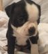 Boston Terrier Puppies for sale in Bakersfield, CA, USA. price: NA