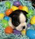 Boston Terrier Puppies for sale in Carrollton, MS 38917, USA. price: NA