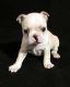 Boston Terrier Puppies for sale in Memphis, TN, USA. price: $750