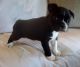 Boston Terrier Puppies for sale in New Orleans, LA, USA. price: NA