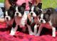 Boston Terrier Puppies for sale in Kansas City, MO, USA. price: NA