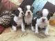 Boston Terrier Puppies for sale in Worcester, MA, USA. price: NA
