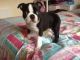 Boston Terrier Puppies for sale in Dayton, OH, USA. price: NA